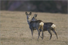 <p>SRNEC OBECNÝ (Capreolus capreolus) Šluknovsko - Jiříkov --- /European roe deer - Reh/</p>